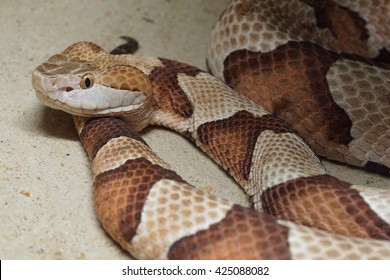 Copperhead Snake