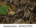 Copperhead snake (Agkistrodon contortrix) coiled on a forest floor. Its distinctive pattern of coppery-brown scales is visible, contrasting with the leaf litter.