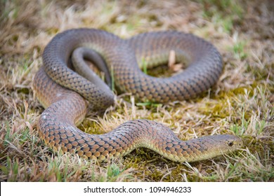 Copperhead Snake Tasmania Australia Stock Photo 1094946233 | Shutterstock