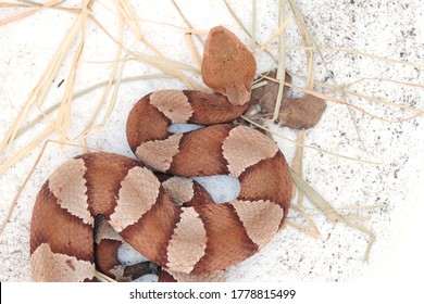 Copperhead の画像 写真素材 ベクター画像 Shutterstock