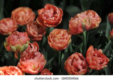 Copper-orange multi-flowered Double Late tulips (Tulipa) Copper Image bloom in a garden in April 2017