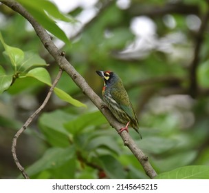 A Coppersmith Barbet On A Peepul Tree.