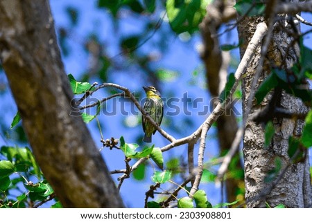 coppersmith barbet,crimson-breasted barbet,coppersmith bird,Megalaima haemacephala.It is the smallest pod, green body,yellow neck,red chest and forehead,yellow rims of eyes. It usually perches on tree