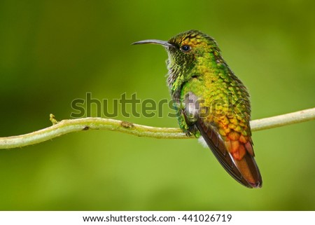 Coppery-headed Emerald, Elvira cupreiceps, beautiful hummingbird from La Paz Cordillera de Talamanca, Costa Rica. Scene in tropical forest, animal in nature habitat.