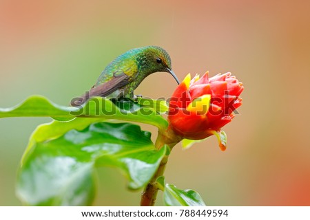 Coppery-headed emerald, Elvira cupreiceps, hummingbird with clear green background in Ecuador. Bird sucking nectar from beautiful red flower in tropical forest.