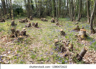 Coppice definition