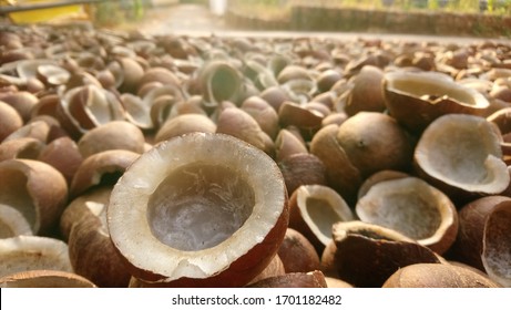 Copra- Dried kernel of the coconut, fruit from coconut palm