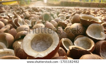 Copra- Dried kernel of the coconut, fruit from coconut palm