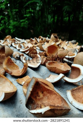 Copra is the dried meat or kernel of the coconut, which is the fruit of the coconut palm. Coconut oil is extracted from copra, making it an important agricultural commodity for many coconut-producing 