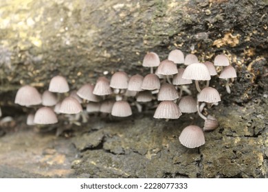Coprinellus disseminated, a species of agaric mushroom in the family Psathyrellaceae. - Shutterstock ID 2228077333