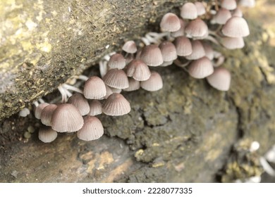 Coprinellus disseminated, a species of agaric mushroom in the family Psathyrellaceae. - Shutterstock ID 2228077335