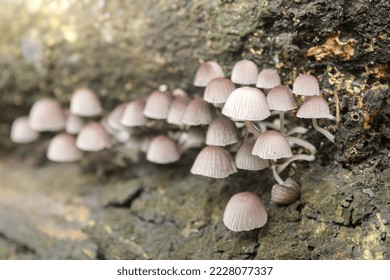 Coprinellus disseminated, a species of agaric mushroom in the family Psathyrellaceae. - Shutterstock ID 2228077337