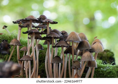Coprinellus Disseminatus Fungi clustered together - Shutterstock ID 2246164977