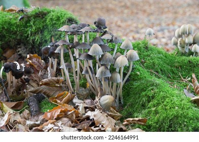 Coprinellus Disseminatus Fungi clustered together - Shutterstock ID 2246164991