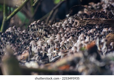 Coprinellus disseminatus is a species of agaric fungus in the family Psathyrellaceae. - Shutterstock ID 2253495935