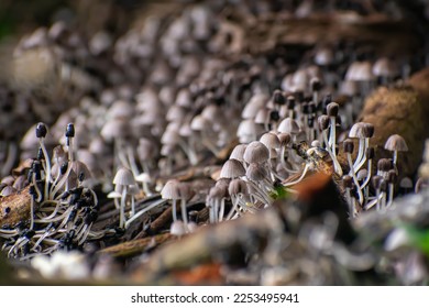 Coprinellus disseminatus is a species of agaric fungus in the family Psathyrellaceae. - Shutterstock ID 2253495941