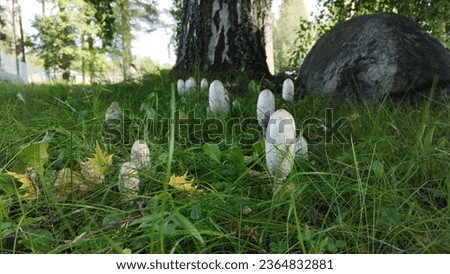 Coprinus comatus, also commonly known as the shaggy ink cap, lawyer's wig, or shaggy mane, widespread fungus, growing on lawns. Group of white mushrooms. Photo of shaggy ink cap under the birch tree.