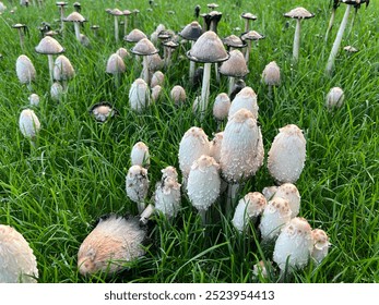 Coprinus comatus at different stages of development (Shaggy Ink Cap, Lawyer's Wig, or Shaggy Mane Mushroom) growing in a lawn