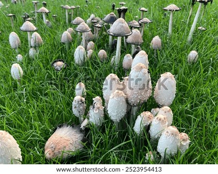 Coprinus comatus at different stages of development (Shaggy Ink Cap, Lawyer's Wig, or Shaggy Mane Mushroom) growing in a lawn