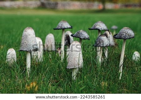 Coprinus Comatus, ink mushroom, shaggy ink cap. Groups of small white mushrooms in the grass of a park. Food, edible mushrooms and macro photography. Wonders of nature, group and family life.
