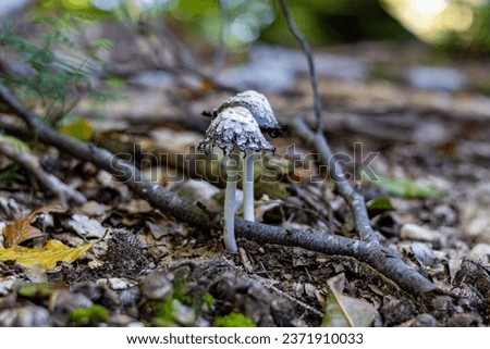 Coprinus comatus mushroom in the forrest