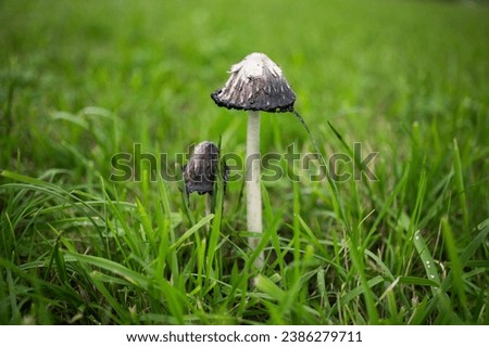 Coprinus comatus, mushroom on pasture in green grass