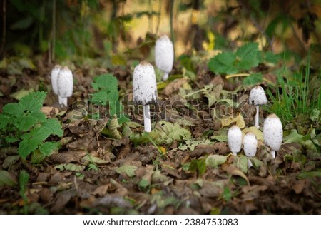  Coprinus comatus mushrooms in the autumn forest, close up