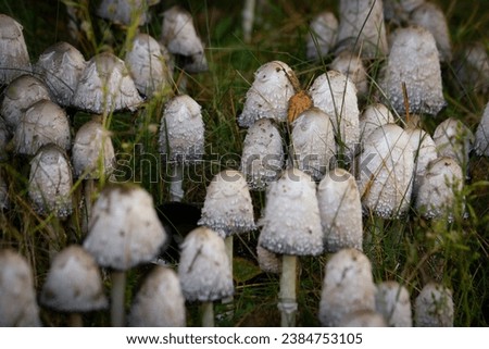  Coprinus comatus mushrooms in autumn forest. Shallow depth of field.