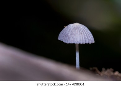 Coprinus disseminatus mushroom on nature.