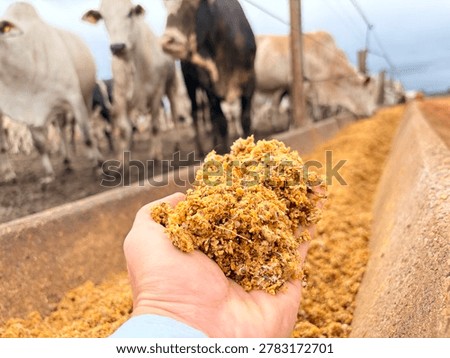 Coproduct of corn usage feed bovine on feedlot. Coproduct wet distiller grain
