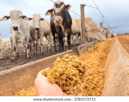Coproduct of corn usage feed bovine on feedlot. Coproduct wet distiller grain