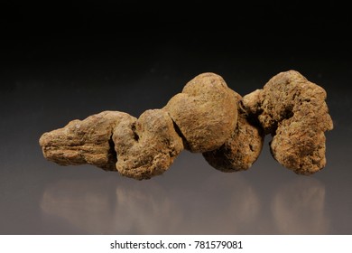 Coprolite Fossil, (fossil Mammal Feces), Miocene Epoch, Toledo, Washington