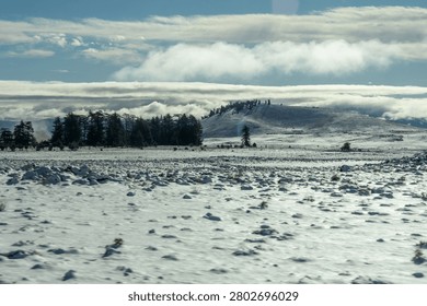 Copse of pine trees in a snow covered landscape in the Atlas Mountains of Morocco