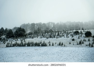 Copse of pine trees in a snow covered landscape in the Atlas Mountains of Morocco