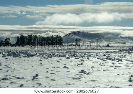 Copse of pine trees in a snow covered landscape in the Atlas Mountains of Morocco