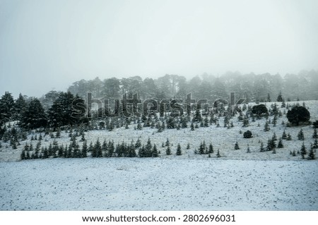 Copse of pine trees in a snow covered landscape in the Atlas Mountains of Morocco