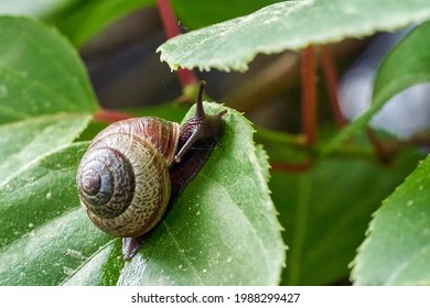 Copse snail gliding on the plant in the garden. Macro, close-up. Copse snail (Arianta arbustorum) is a medium-sized species of land snail. Copse snail is a common pest in agriculture and horticulture. - Shutterstock ID 1988299427
