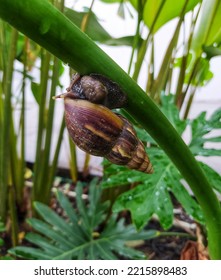 Copse snail gliding on the plant in the garden. Macro, close-up. Copse snail (Arianta arbustorum) is a medium-sized species of land snail. Copse snail is a common pest in agriculture and horticulture. - Shutterstock ID 2215898483