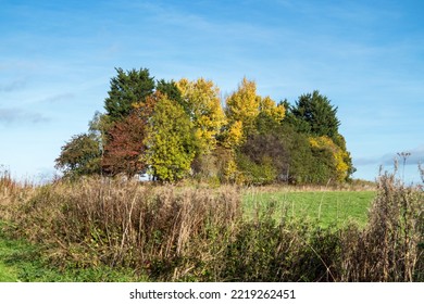 Copse of trees with beautiful autumn foliage - Shutterstock ID 2219262451