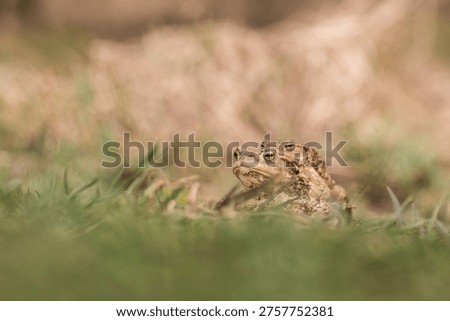 Copulating common toads (Bufo bufo)