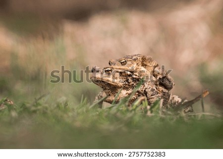 Copulating common toads (Bufo bufo)