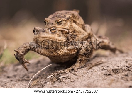 Copulating common toads (Bufo bufo)