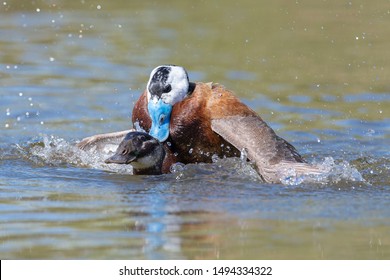 Aquatic Flightless Birds Southern Hemisphere Stock Photo (Edit Now