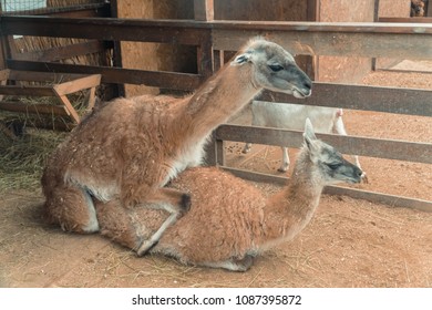 Copulation. Llama Copulate