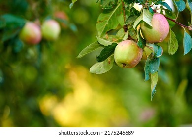 Copy Space With Apples Growing On A Tree Branch For Harvest In A Sustainable Orchard Outside On Sunny Day. Juicy, Nutritious And Ripe Produce Cultivated Seasonally And Organically In A Fruit Garden