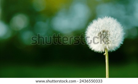 COPY SPACE, CLOSE UP, DOF: A pristine dandelion seed head stands undisturbed, its delicate white seeds poised against a blurred green backdrop. A delicate untouched dandelion seed head in full bloom.