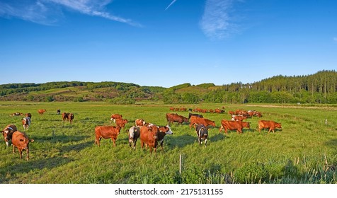 Copy space with cows eating grass on a field in the rural countryside with blue sky. Raising and breeding livestock cattle on a ranch for the beef and dairy industry. Landscape with animals in nature