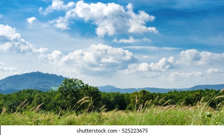 Copy Space Of Grass Flower With Blue Sky And White Cloud, Mountain Background. Shallow Depth Of Field. Nature Environment And Travel Adventure Concept.