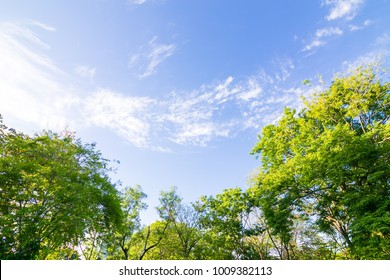 Copy Space On Sky In Park With Sunshine Day In The City Recreation Scene