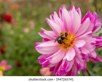 Copy Space With Pink Dahlia Flower With Bumble Bee Close Up 